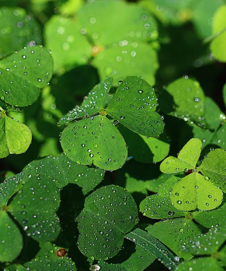 Folhas verdes vibrantes em formato de trevo brilham com gotas de orvalho sob a luz natural. A imagem remete às populares plantas do dinheiro, simbolizando sorte e prosperidade, enquanto transmite frescor e beleza natural em um ambiente sereno.