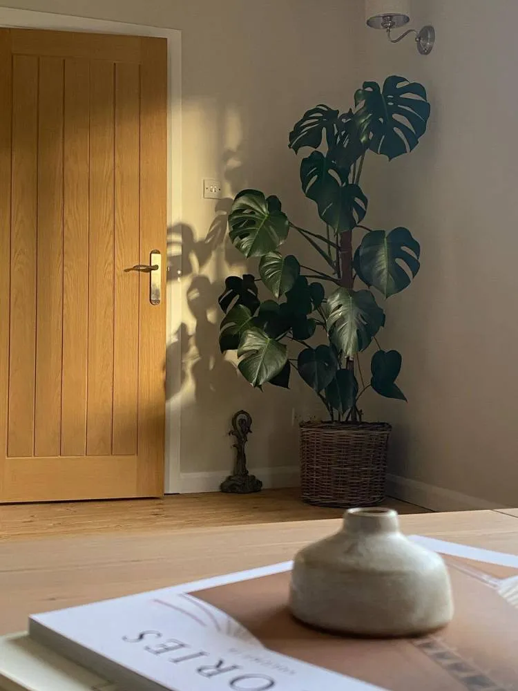 Monstera deliciosa grande em vaso de palha trançado no canto de um cômodo. À direita, uma porta de madeira e ao centro um aparador com vaso redondo e revista.