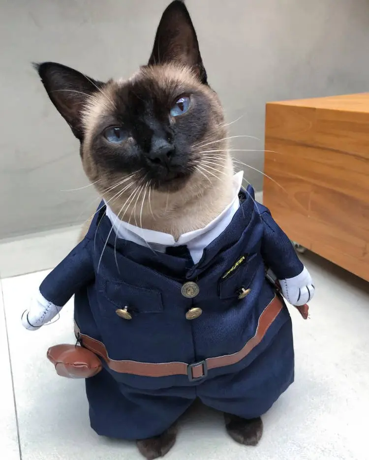 Carnaval com pet: Gato fantasiado de policial.