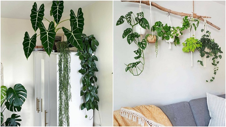 Montagem com duas fotos: uma de plantas sobre armário branco e outra de plantas penduradas em madeira acima de sofá cinza