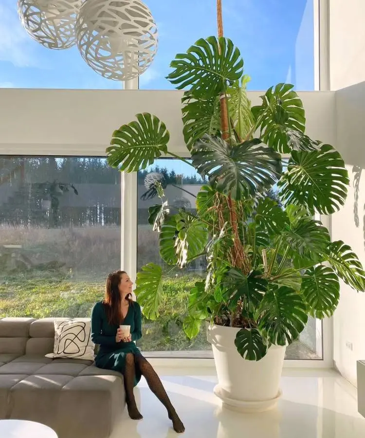 Uma mulher sentada em um sofá cinza, tomando chá, ao lado de uma **enorme planta monstera deliciosa** em um vaso branco. O ambiente é iluminado, com janelas grandes e vista para a natureza. Dois pendentes de luz brancos completam a cena.