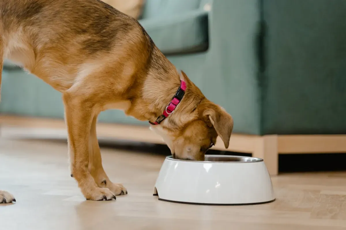 Cachorro pode comer fruta