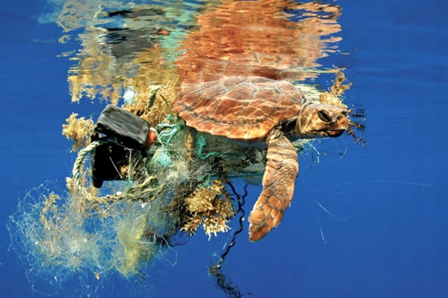 Tartaruga Marinha no mar poluído 