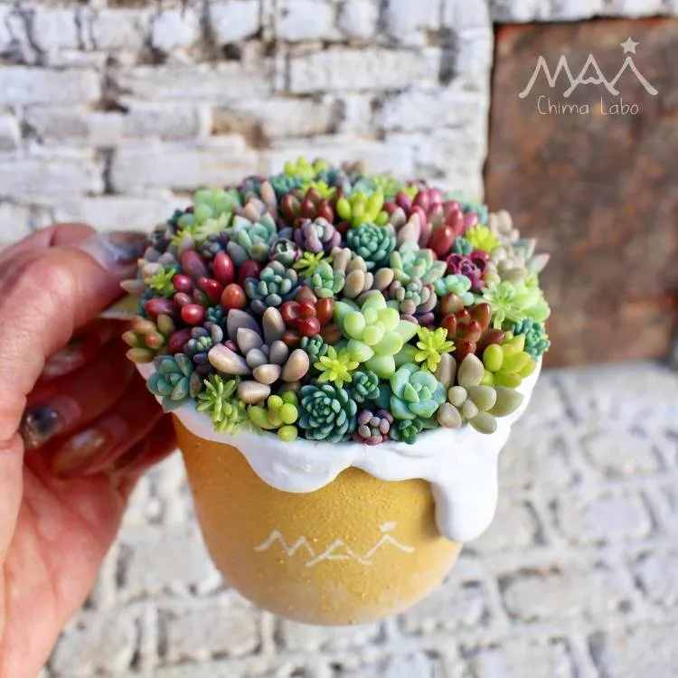 Foto de uma mulher de pele clara e unhas feitas segurando um vaso em formato de xícara amarela com detalhes em branco repleto de pequenas suculentas. 