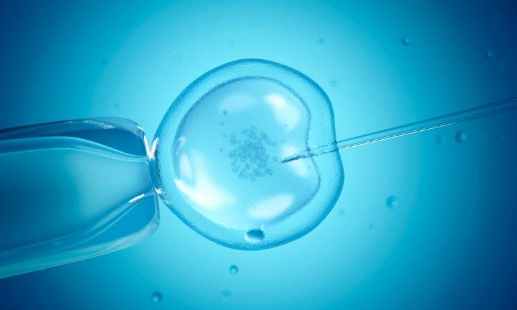 Fertilização in vitro.