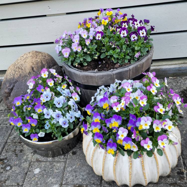 Três vasos decorativos, incluindo barris de madeira e um de cerâmica branca, com flores de amor-perfeito coloridas em tons de roxo, amarelo, branco e azul. Fundo com parede de madeira clara e pedra decorativa ao lado.





