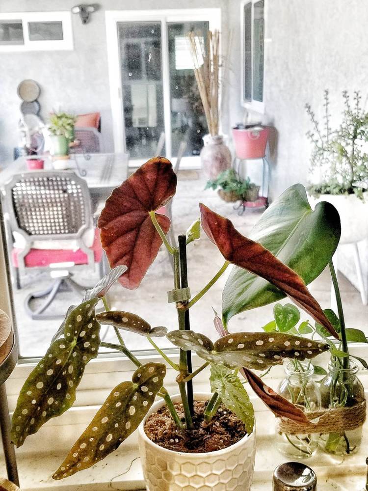 Begônia verde e vermelha com cozinha ao fundo 