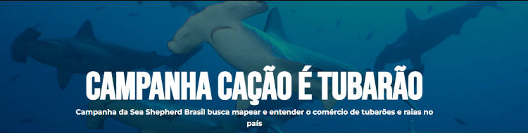 Ação da ONG Sea Shepherd Brasil para preservação do cação. Foto da campanha Cação é Tubarão.