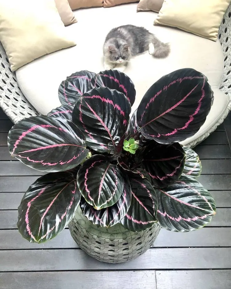 planta calathea roseopicta em vaso de palha ao lado de um estofado com almofadas e gato