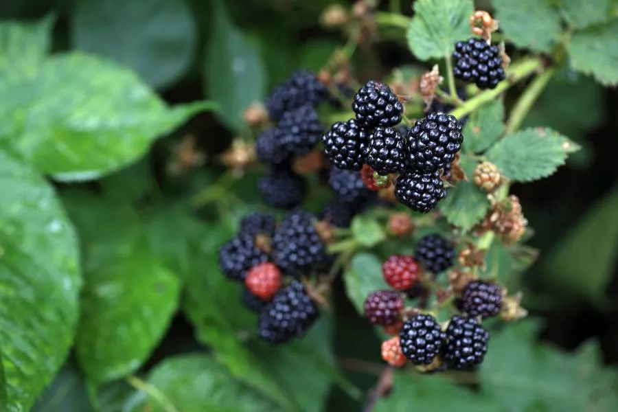 Amoreira com fruta e folhas.