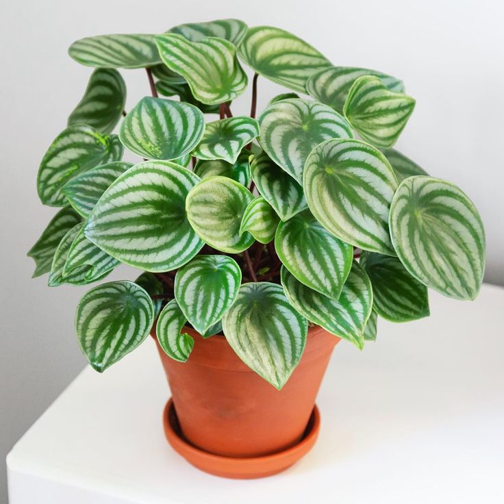 Peperômia melancia