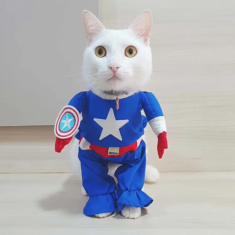 Gato branco fantasiado de Capitão América. 
