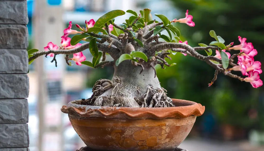 Foto de rosa do deserto com caule grosso, em vaso redondo marrom