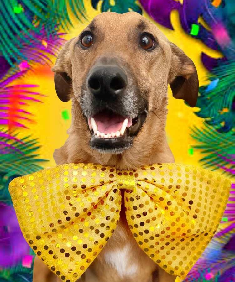 Foto de cachorro com fantasia de Carnaval: laço gigante.