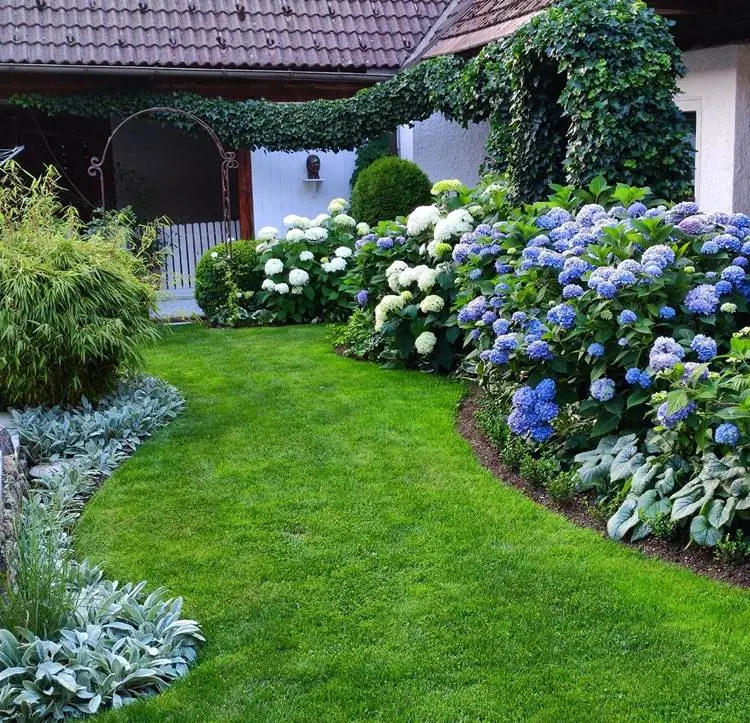 Caminho de gramado com hortênsias ao redor.