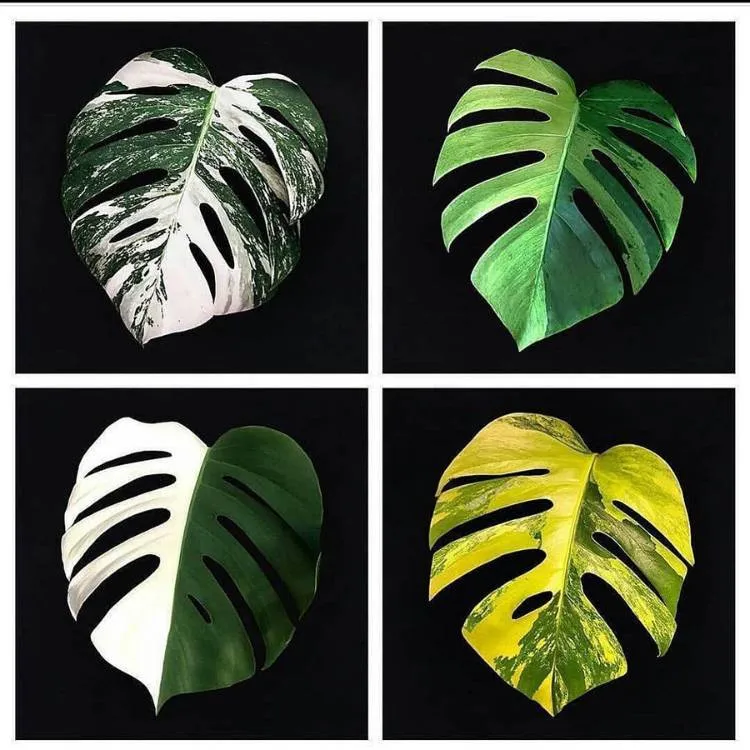 Monstagem com 4 tipos de Monstera deliciosa: Variegata, Aurea, Variegata Half Moon e Aurea 100% Variegata.