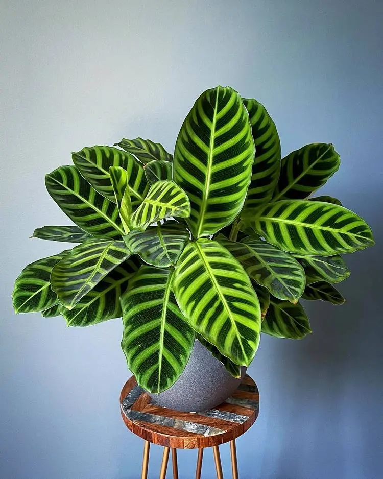 Planta calathea zebrina em vaso cinza sob um banco em fundo azul