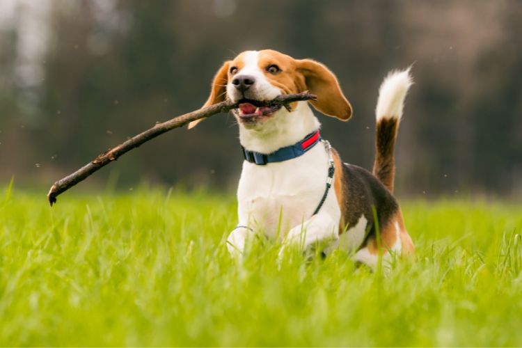 Cachorro branco, marrom e preto correndo na grama segurando graveto
