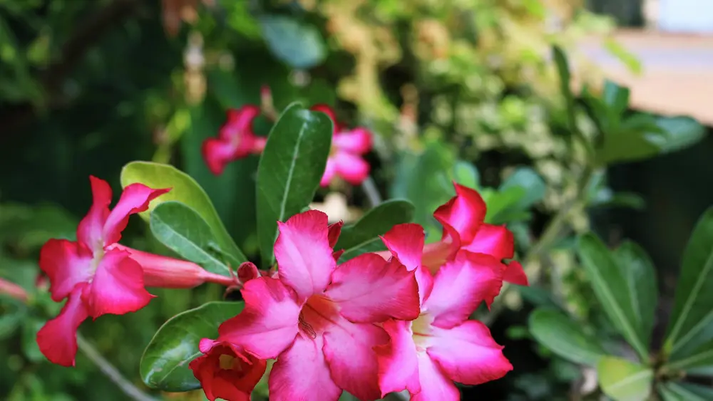 Foto de rosa do deserto com jardim desfocado ao fundo
