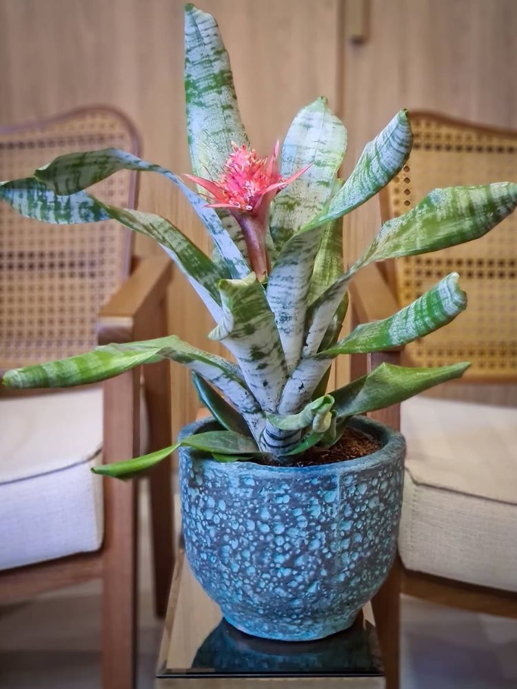 Vaso azul com bromélia rosa sobre mesa de madeira ao lado de cadeiras de palha 