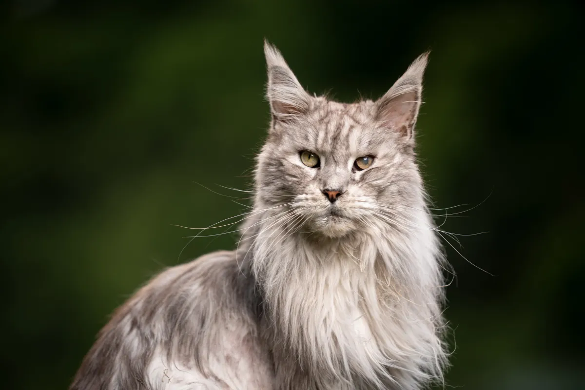 raças de gato