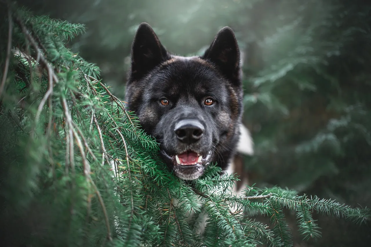 Akita preto Akita preto