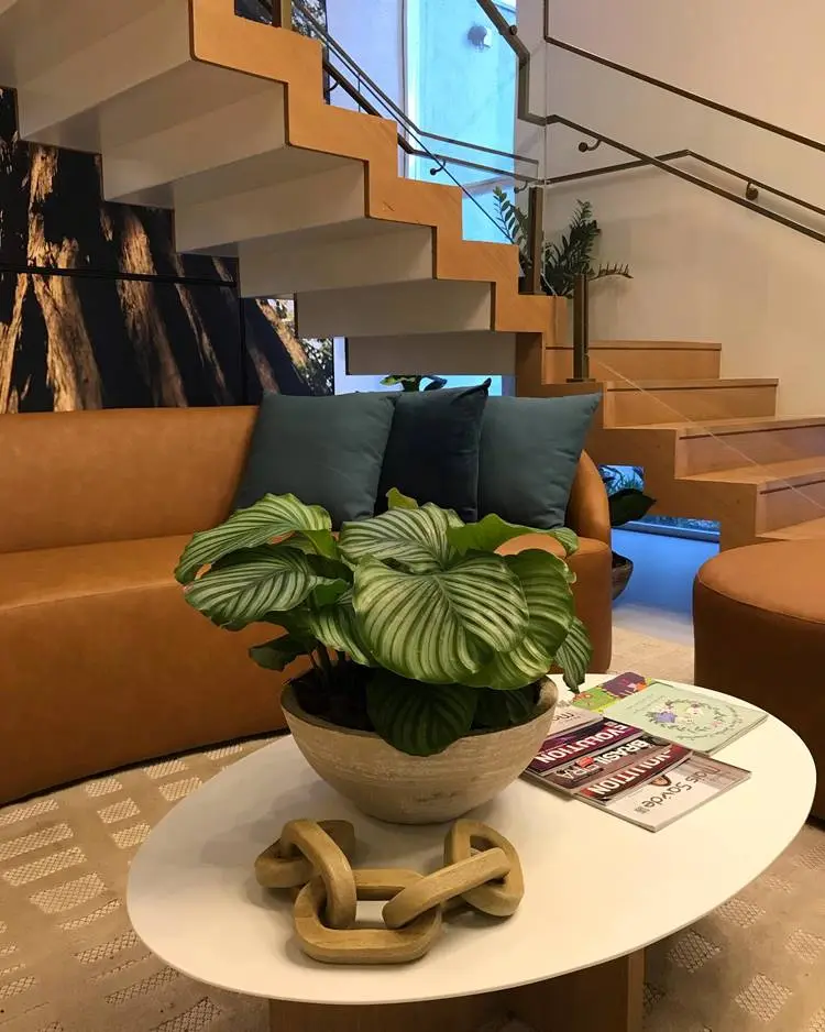 vaso de planta calathea em mesa de centro de uma sala moderna com cores marrom, branco e azul-marinho