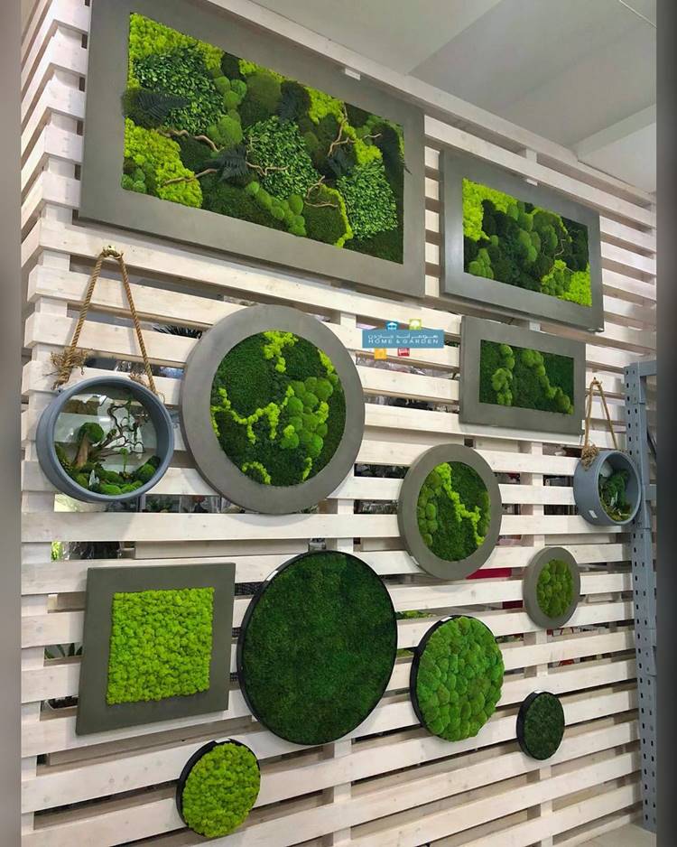 Parede de pallet com musgos em molduras diferentes 