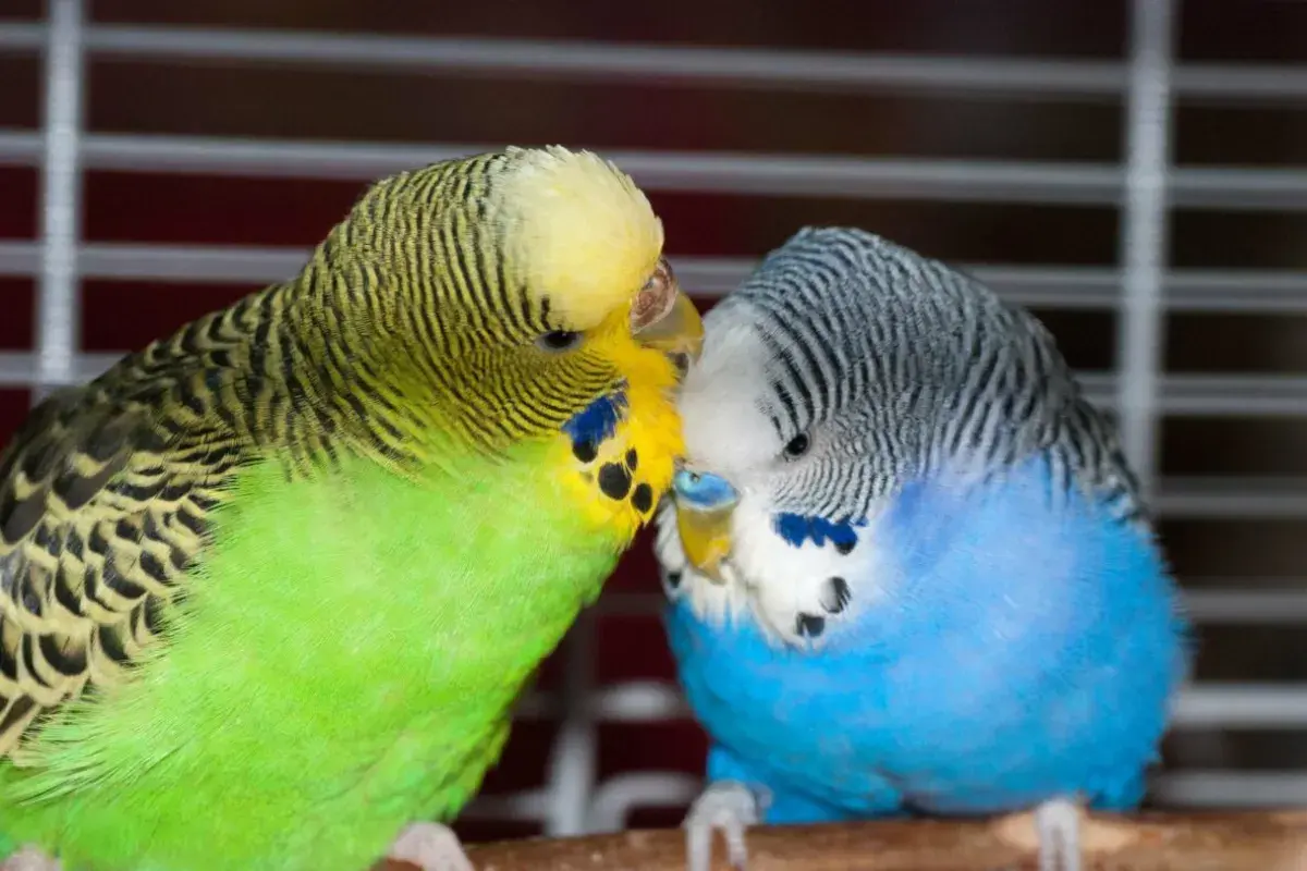 dois periquitos australianos verde e azul próximos um do outro dentro de uma gaiola