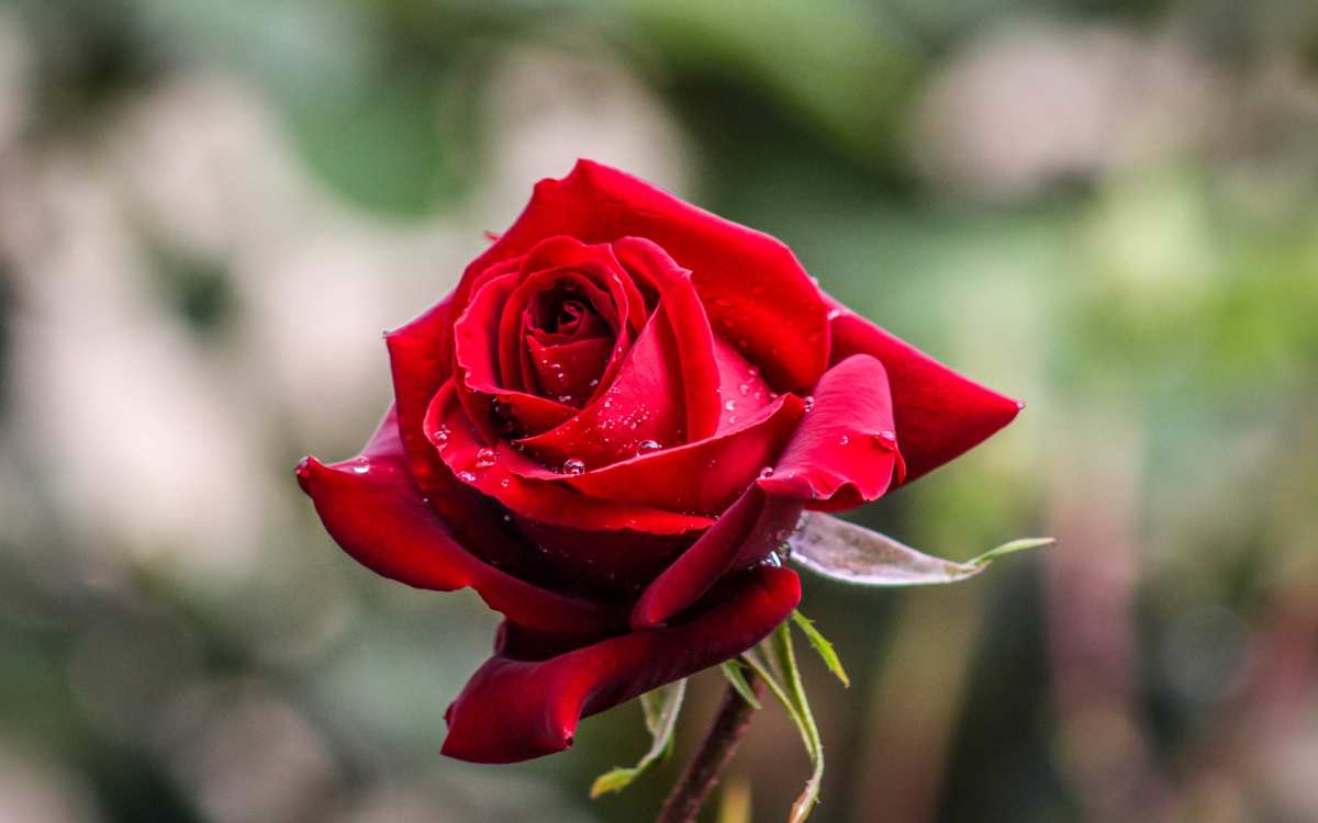 rosa vermelha, com pétalas delicadas,