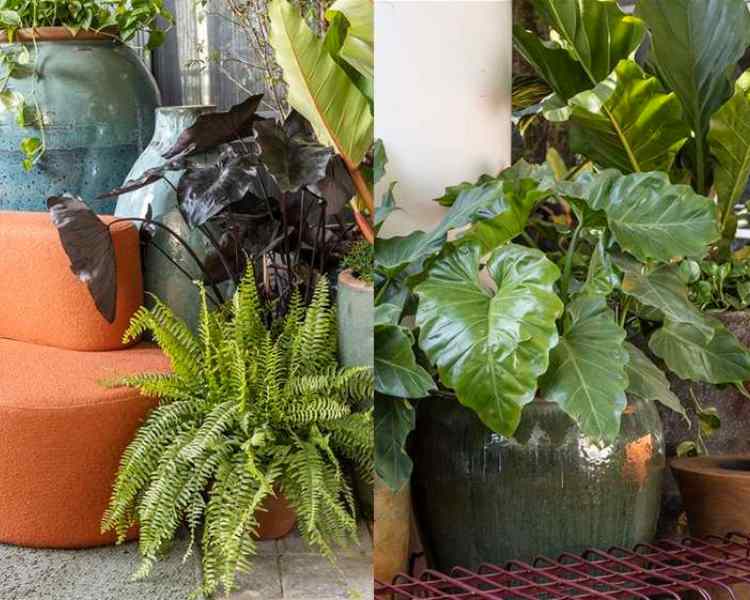 Plantas exóticas e plantas nativas no Paisagismo de Catê Poli e João Jadão no CASACOR 2023