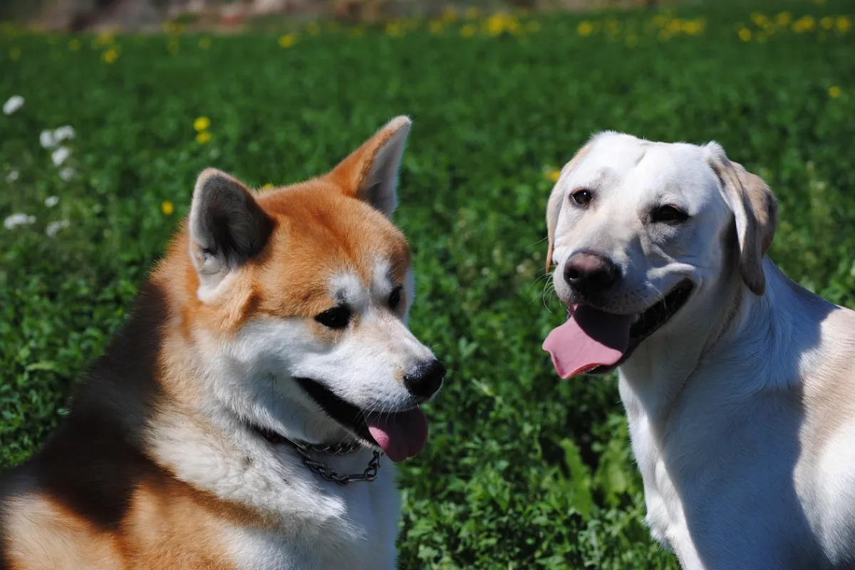 Cachorros um do lado do outro
