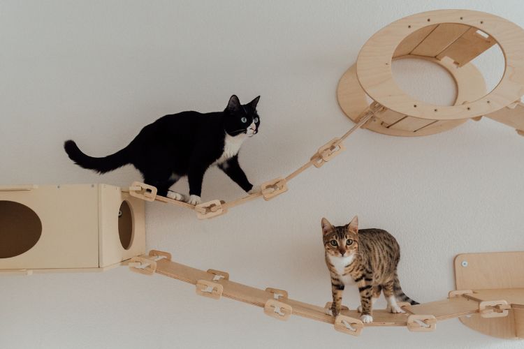 Gato preto e branco e outro marrom e branco brincando em prateleiras na parede 