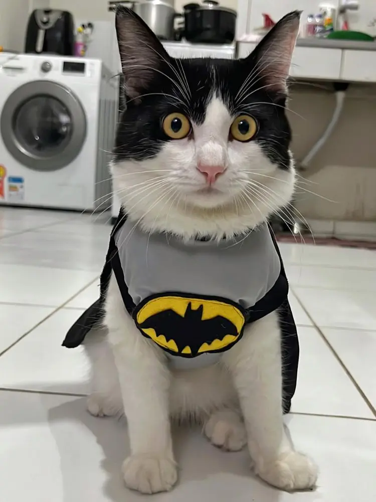 Gato branco e preto fantasiado de Batman. 