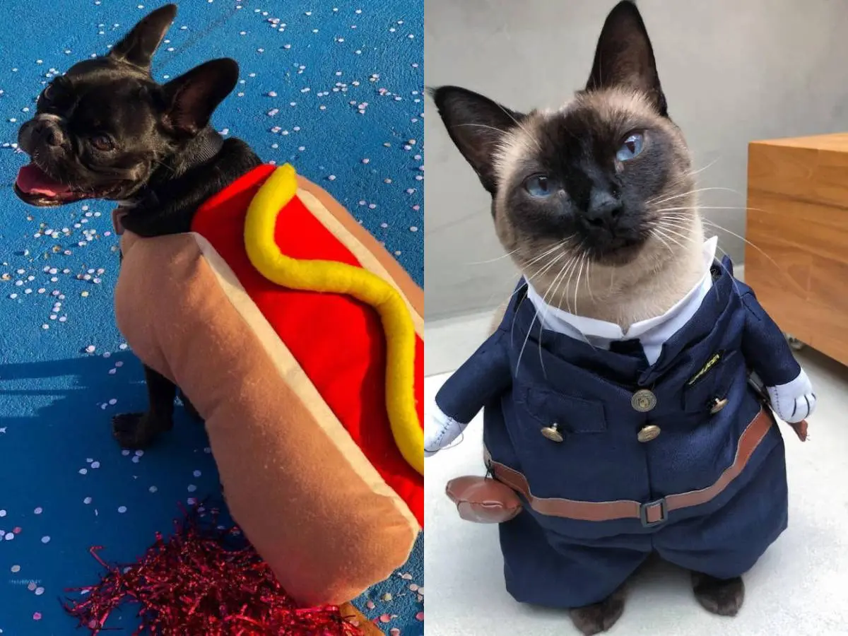 Carnaval com pet: dois modelos de fantasia para cachorro e gato.