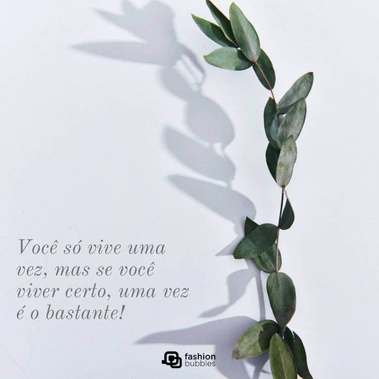 Foto de planta de folhas verdes em parede e frase "Você só vive uma vez, mas se você viver certo, uma vez é o bastante."