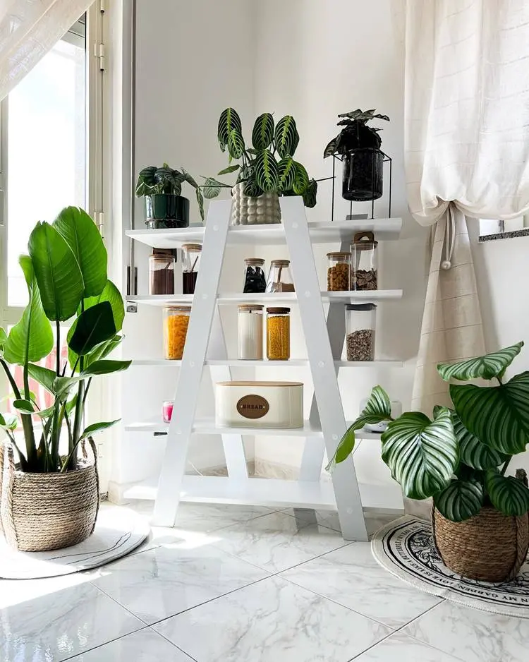 Estante de pratileiras de madeira com condimentos e plantas. Ao redor mais plantas