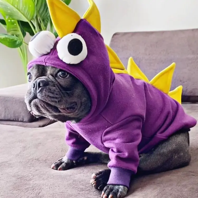 Buldogue preto fantasiado de monstro roxo. 