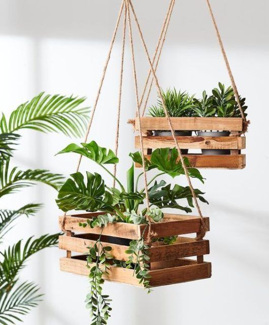 Plantas pendentes no caixote de madeira.