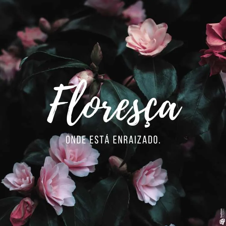 Frase sobre primavera escrita em foto de flores rosas de verdade