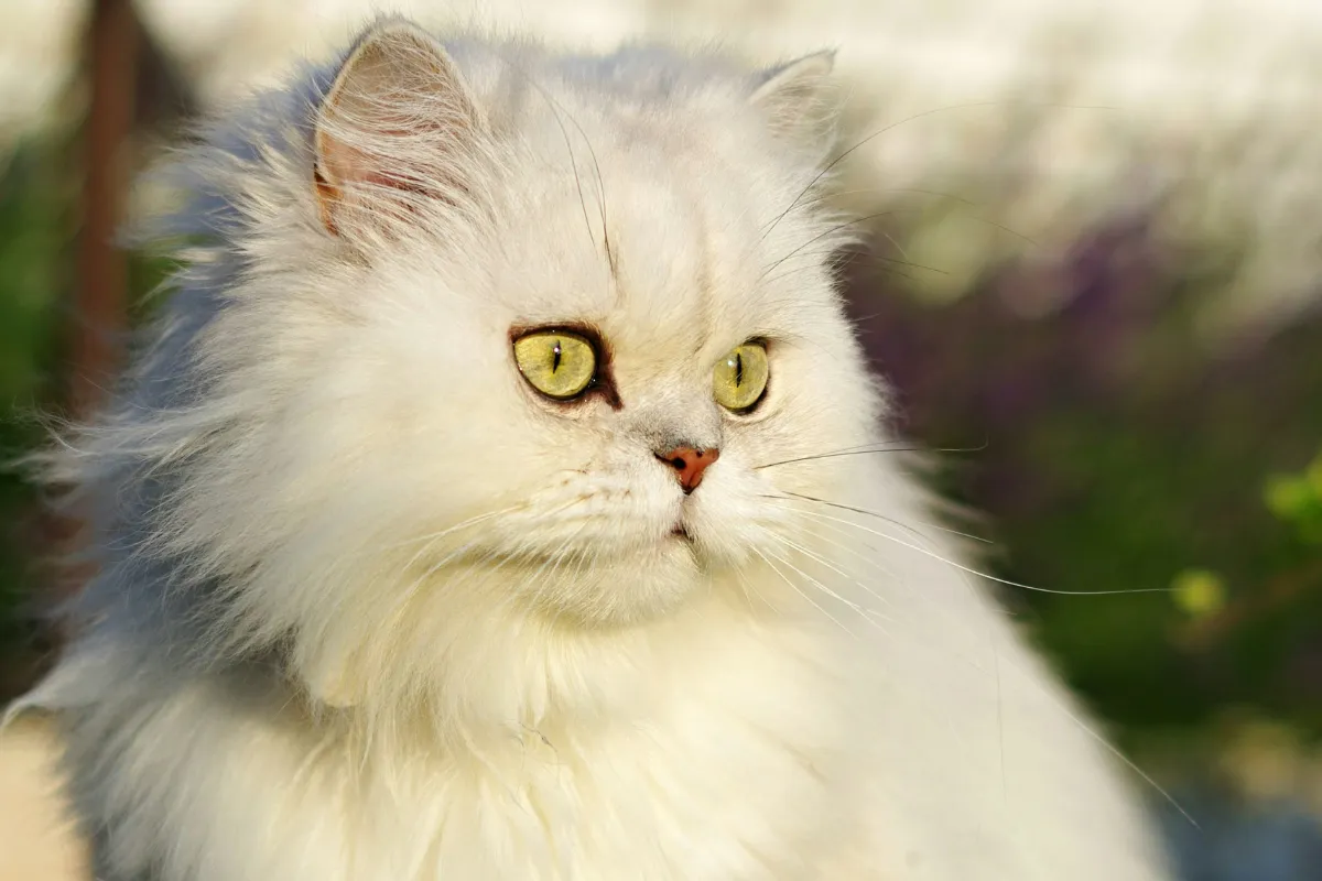 Gato de pelagem longa clara e olhos verdes em retrato de perfil