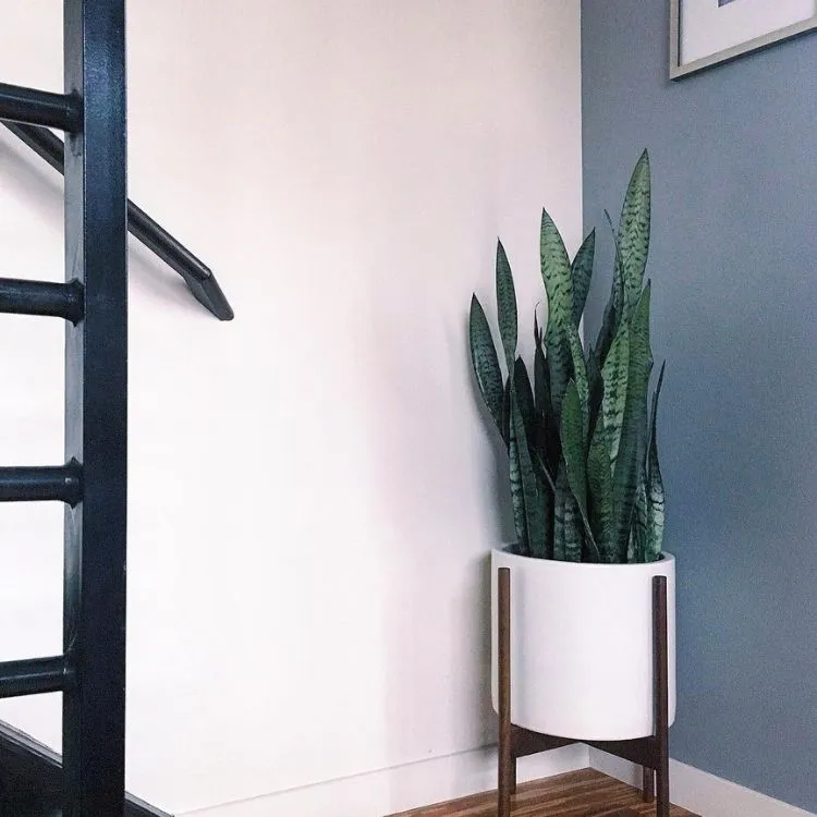 o fim de uma escada preta e um vaso branco e marrom com uma planta alta