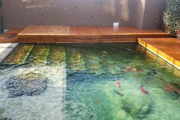 Piscina biológica com escada e peixes, ao lado de deck de madeira.