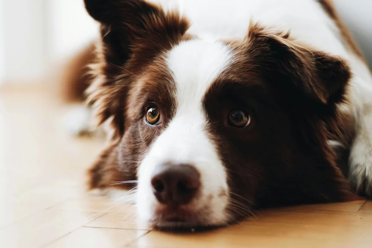 Border Collie marrom e branco deitado dentro de casa