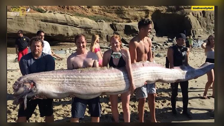 Peixe-remo habita as profundezas dos mares e sua aparição em águas rasas representa tragédia eminente, segundo folclore japonês.