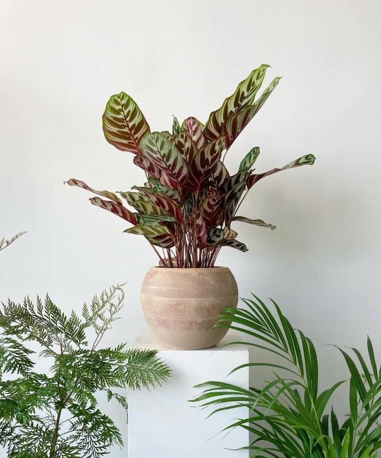 Planta Calathea ornata, com folhas em tons de verde, vermelho e rosa. A planta está em um vaso de cerâmica bege, posicionado sobre um pedestal branco. Outras plantas verdes em primeiro plano completam a cena.







