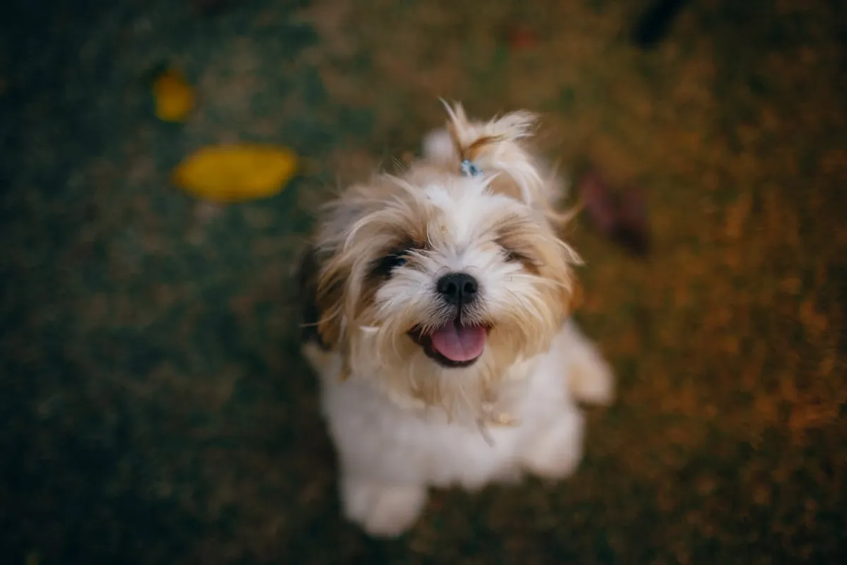 raça de cachorro shih tzu