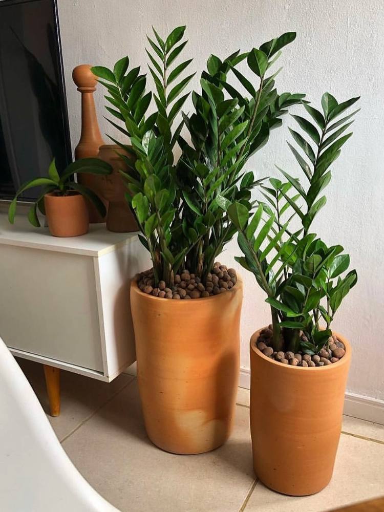 Dois vasos beges grandes com zamioculca ao lado de rack branco com decorações e televisão