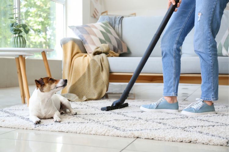 Cachorro marrom e branco deitado em tapete e pessoa com calça jeans passando aspirador