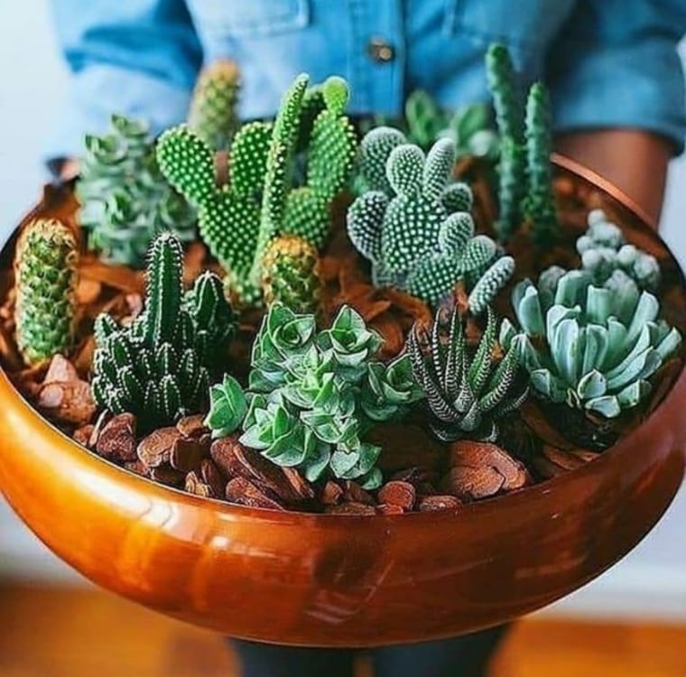 Mini jardim com cactos e suculentas. 
